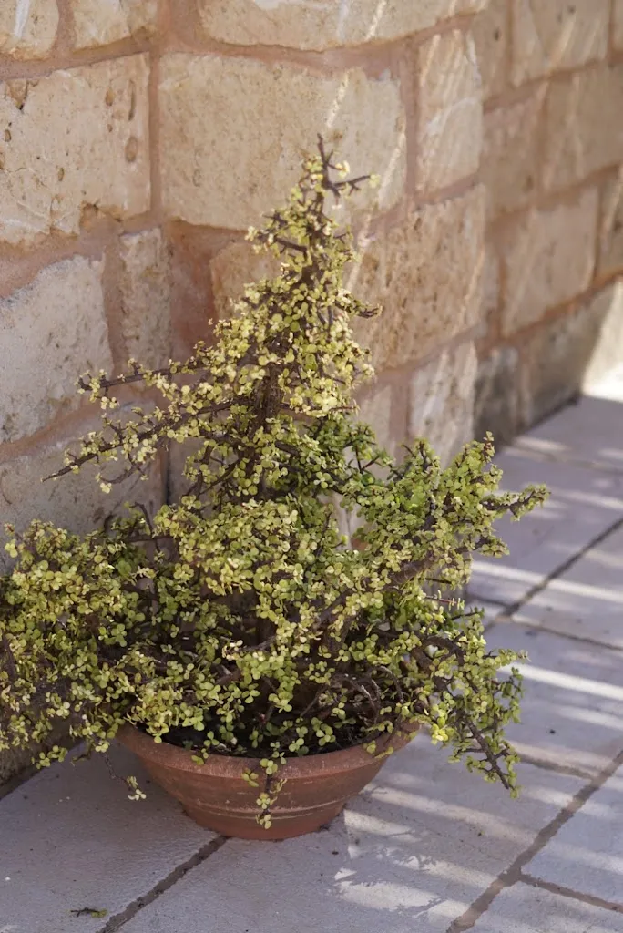 Rebecca Goddard_Masseria Stali, The Originals Relais_Caprarica di Lecce_review