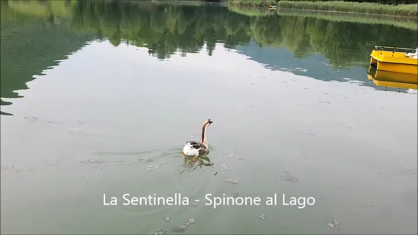 La sentinella_Spinone al Lago_slider_image_2