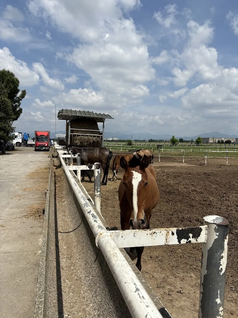 Massimo D'addato_Trattoria Al Maneggio_Spirano_recensione