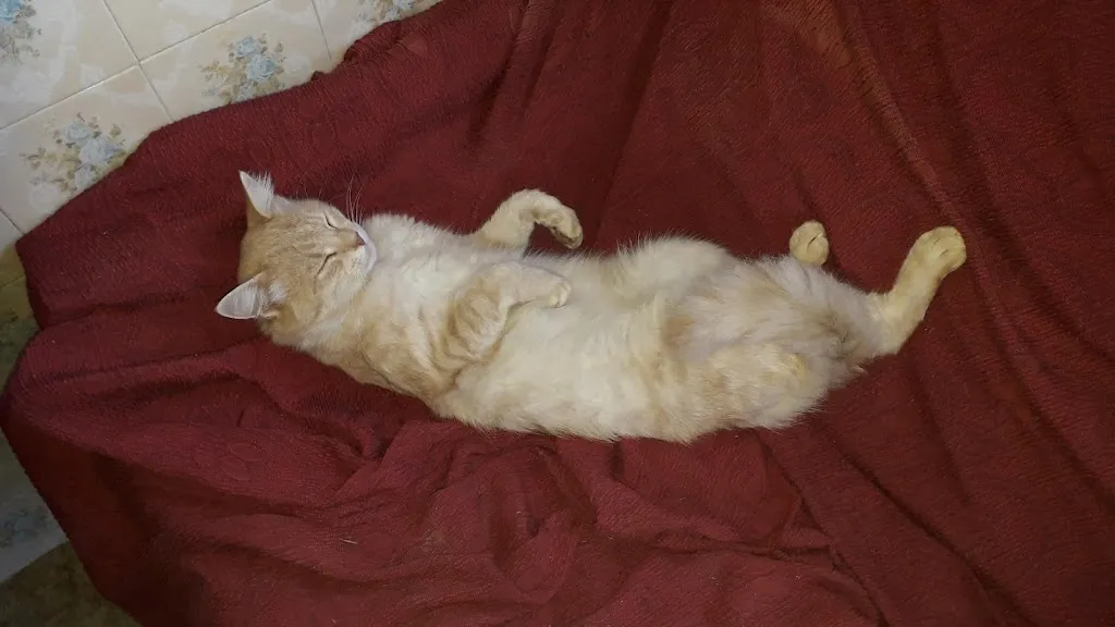 Ristorante Il salice_Stagno Lombardo_slider_image_2