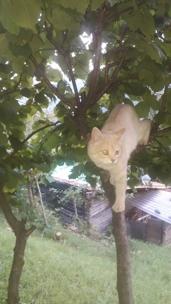 Ristorante Il salice_Stagno Lombardo_slider_image_3