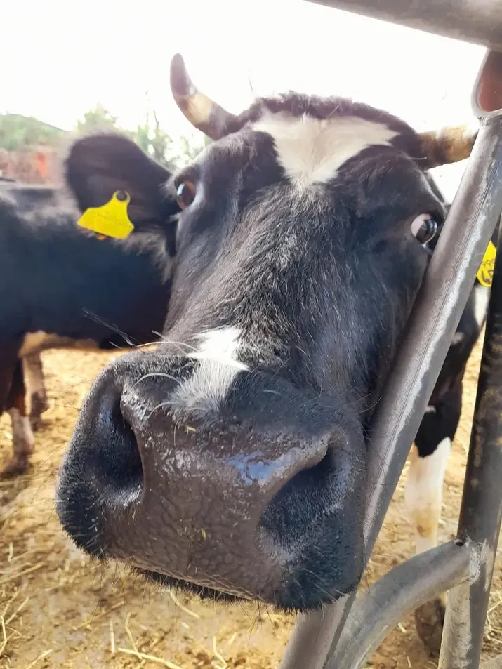 alessandro andreoli_Agriturismo La Fornace, Spino d'Adda_Spino d'Adda_recensione