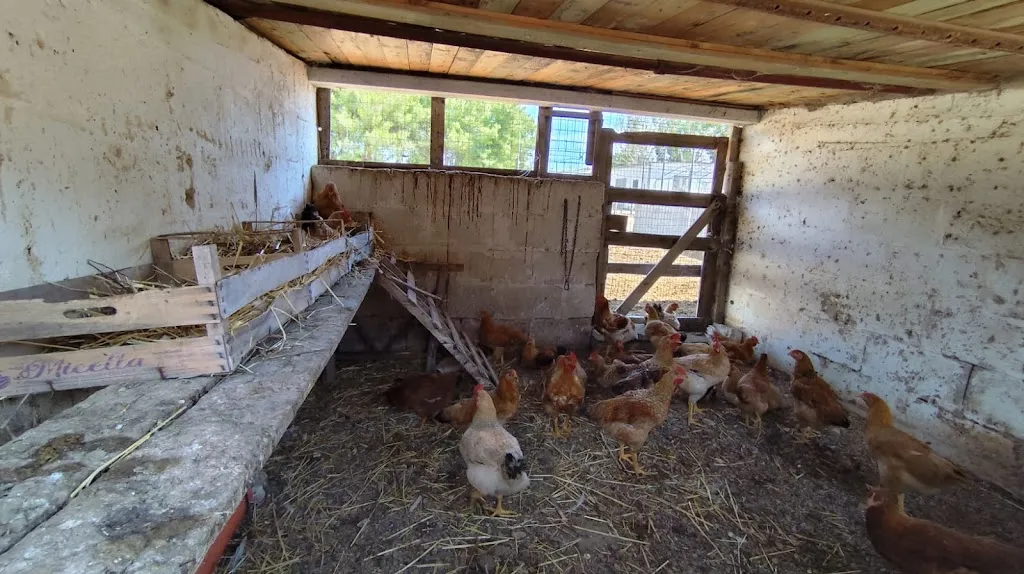 Andrea Vincenzo_Agriturismo 