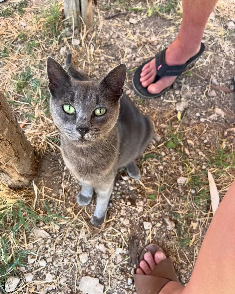 Naomi Farmer_Fattoria Valle Magica_Carapelle Calvisio_review