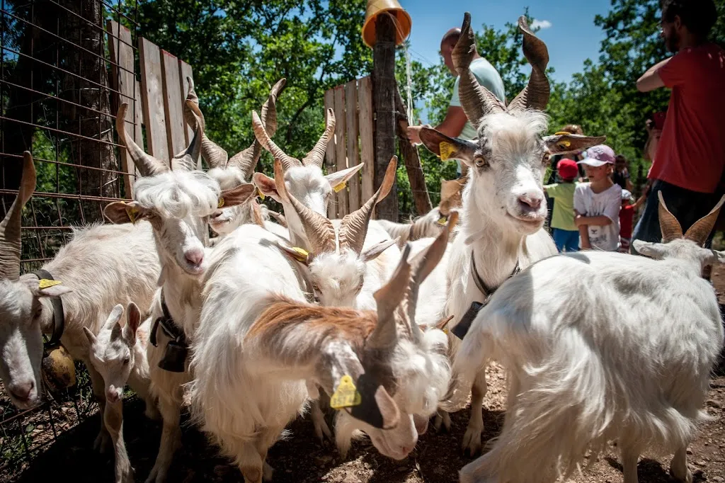 Fattoria Valle Magica_Carapelle Calvisio_slider_image_3