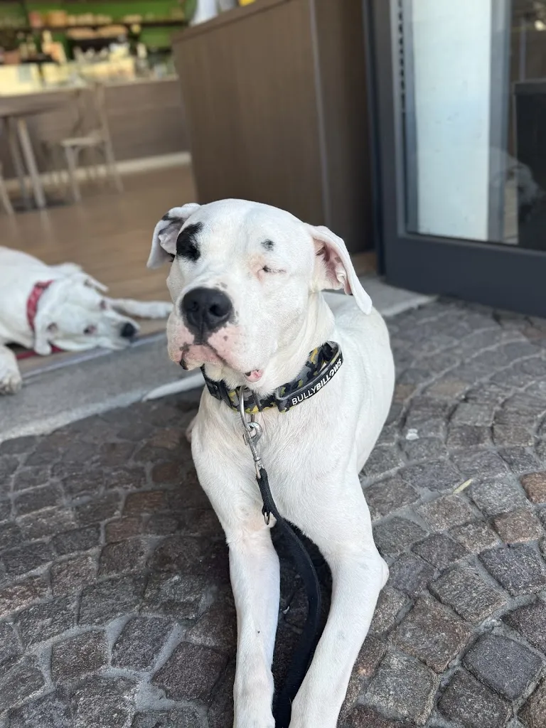 Mari Me_Vicolo 46_Venegono Inferiore_review