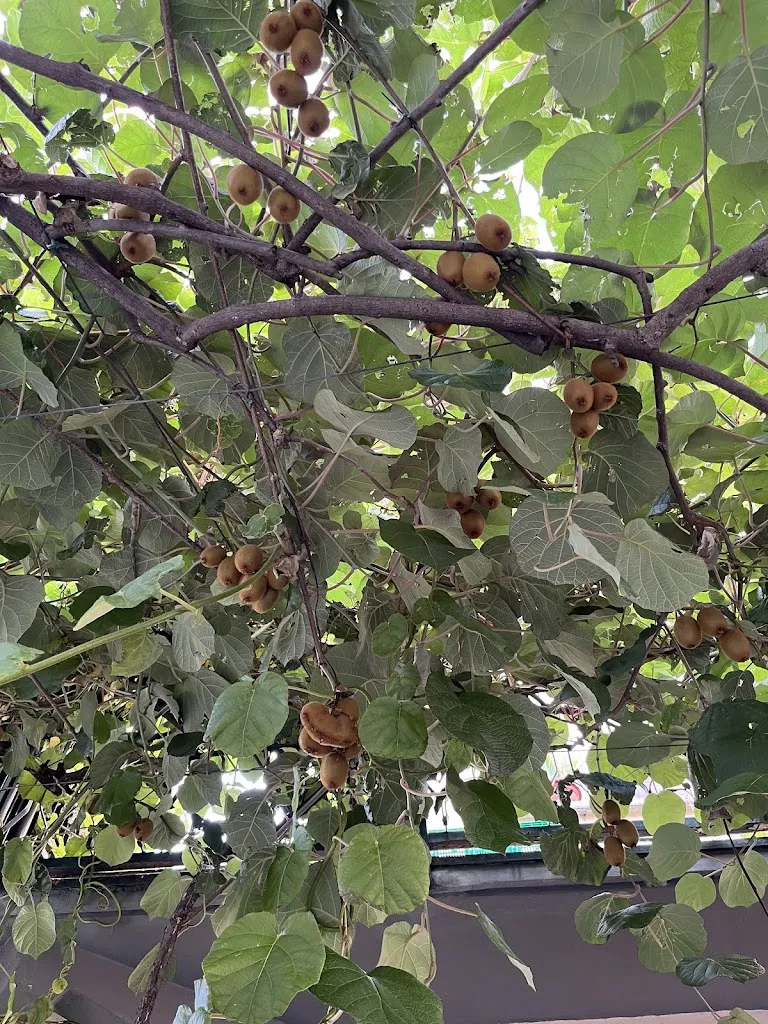 Cathy Laney_La Sfinge_Vercurago_review