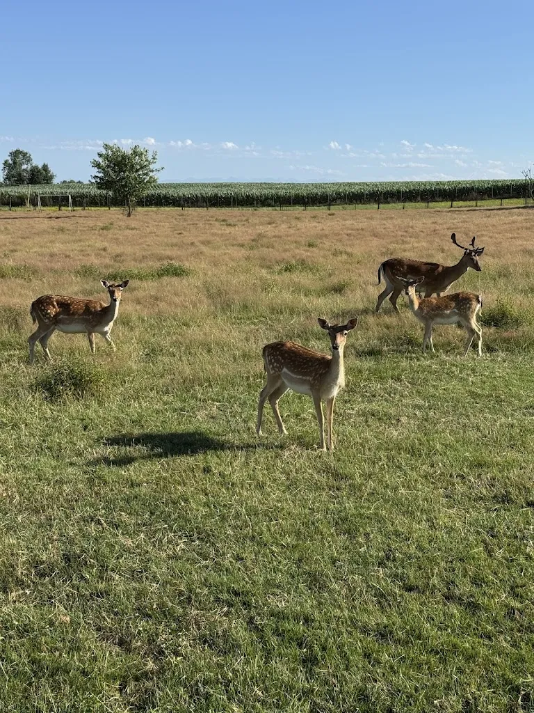 Debora Gramaglia_Ristorante Tenuta Valminier_Villanova d'Ardenghi_review