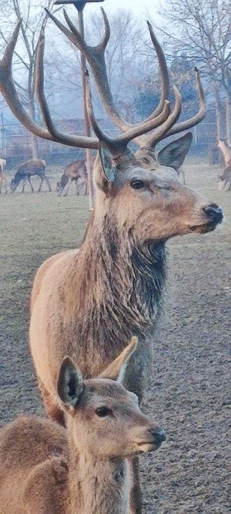 Daniele Chimenti_Trattoria F.lli Bonato_Zibido San Giacomo_review