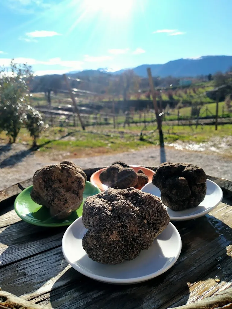 Azienda Agricola Carassai Giordano_Belforte del Chienti_slider_image_3