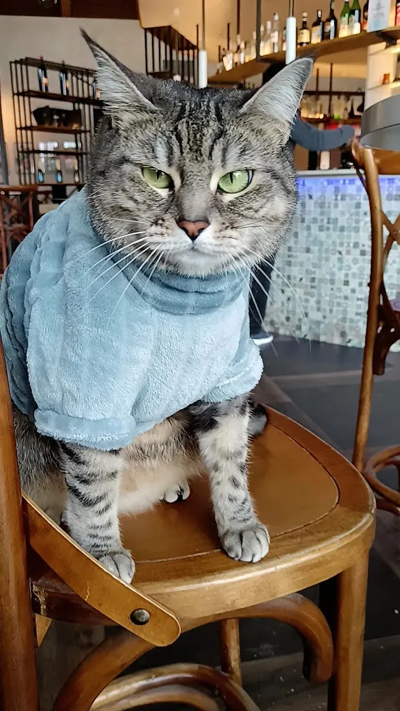 Gigia TravelCat_Place44_Camerano_review