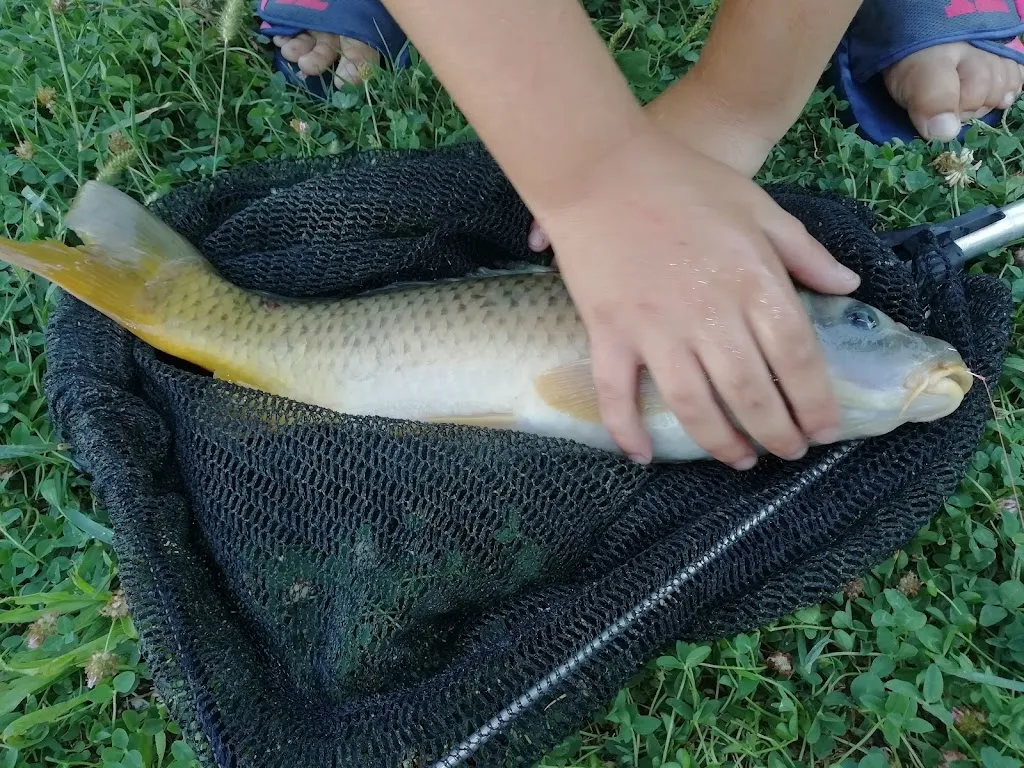 Capodagli Claudio restaurant in Calcinelli