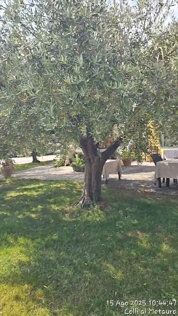 Al Mandorlo Ristorante Pizzeria_Calcinelli_slider_image_2