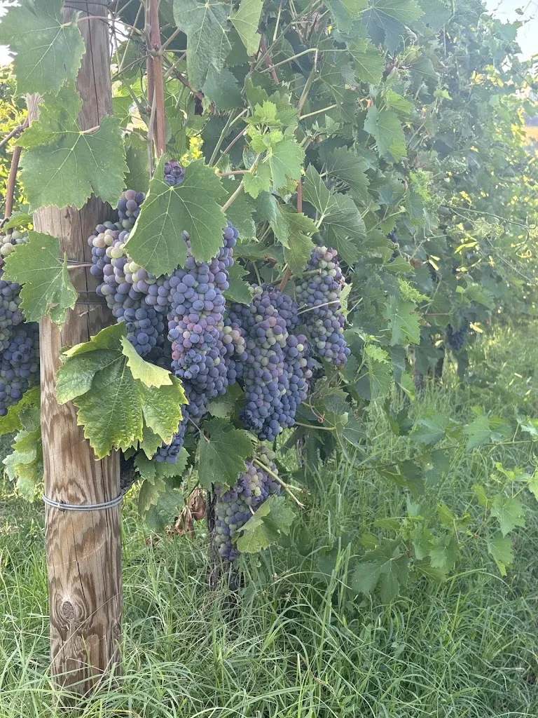 agnete Sporild Olsen_Locanda Fontezoppa Restaurant_Civitanova Alta_recensione