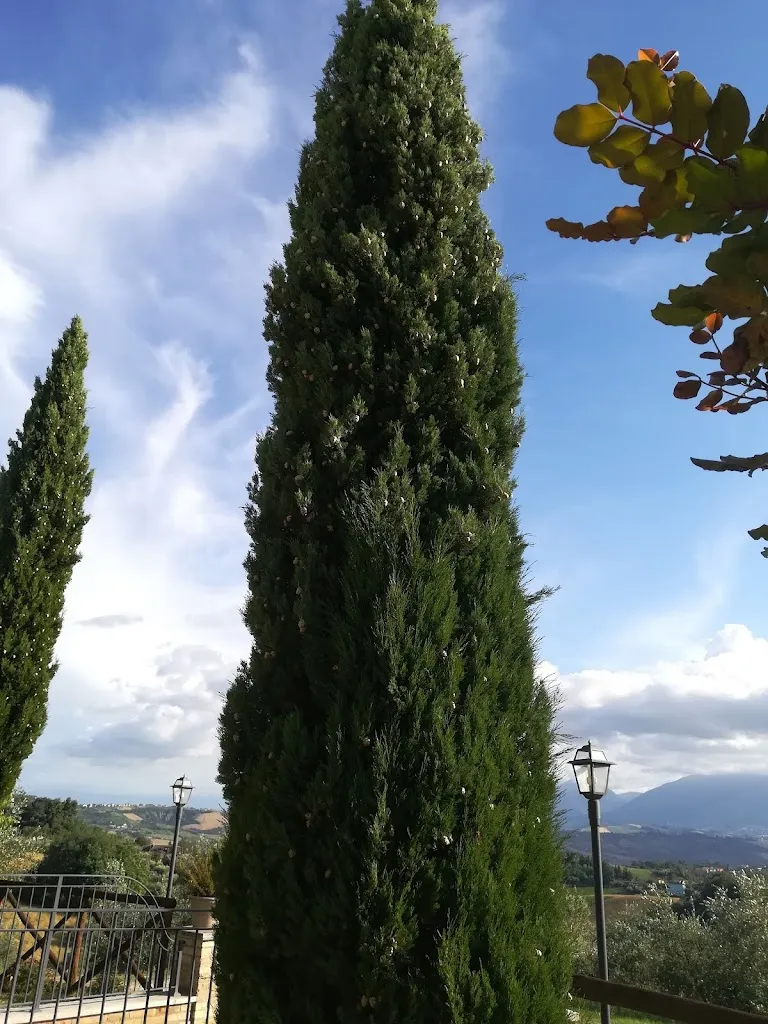 Wendy Carlsson_Farmhouse Alla Solagna_Colli del Tronto_review