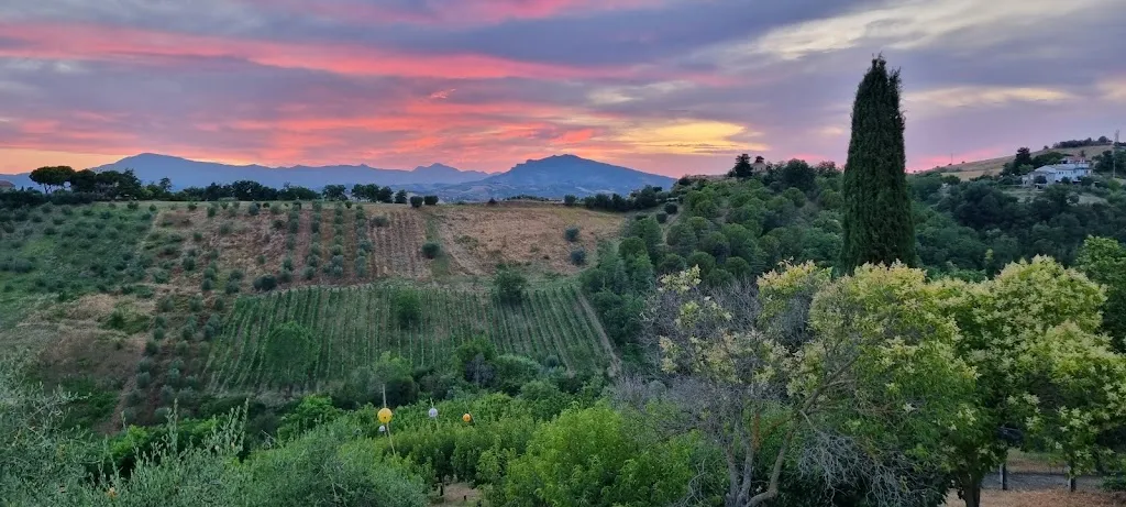 Tony Voogt_Farmhouse Alla Solagna_Colli del Tronto_review