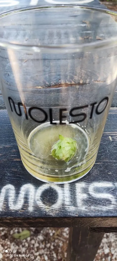 Menu_Molesto_Cupramontana_immagine_2