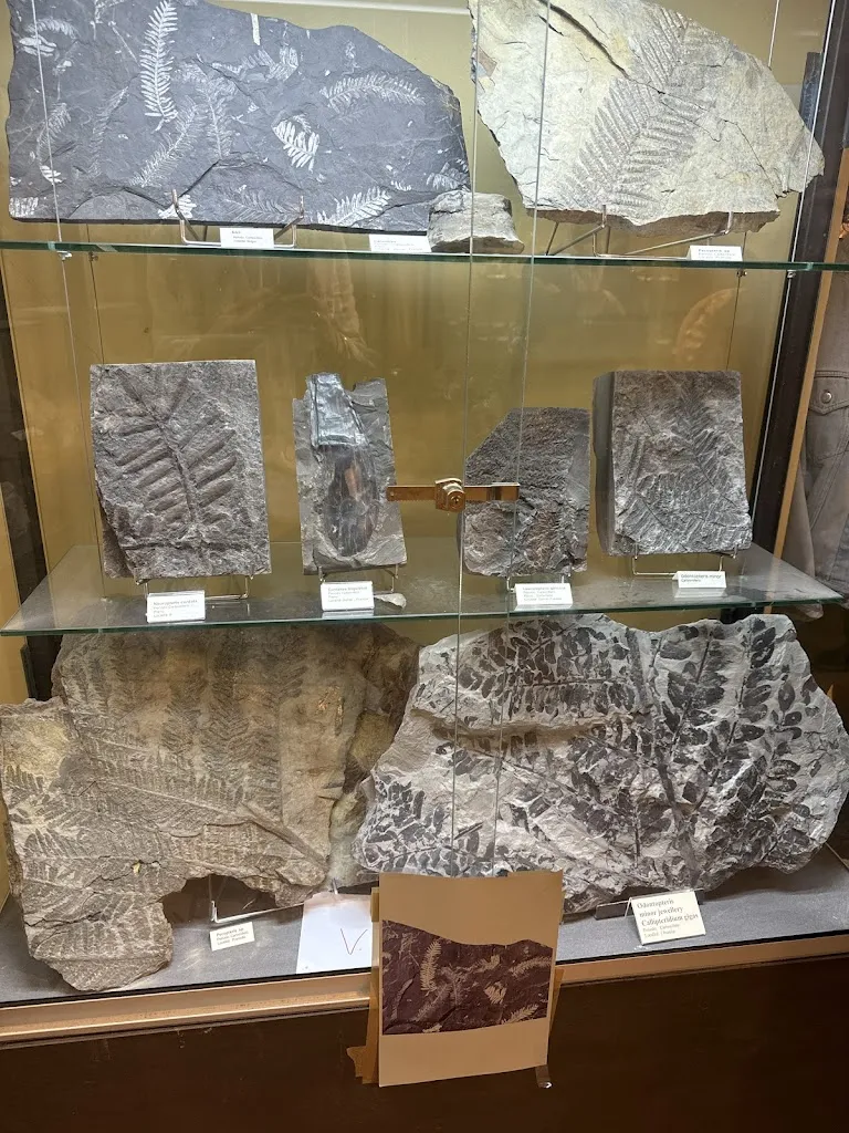 Eugenia Cervigni_Fondazione Oppelide - Museo di Storia Naturale_Gagliole_review