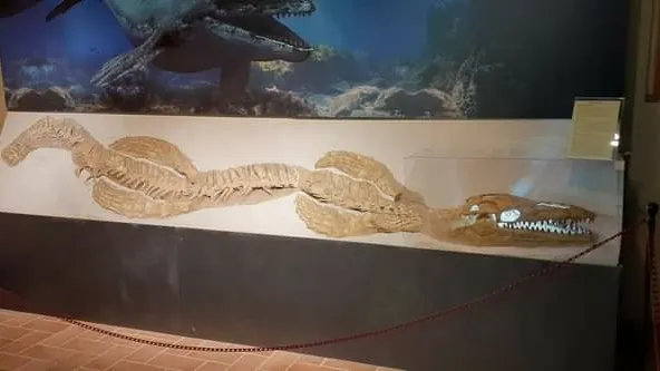 Fondazione Oppelide - Museo di Storia Naturale_Gagliole_slider_image_1