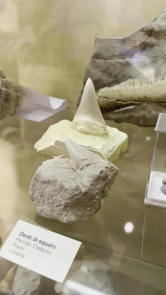 Fondazione Oppelide - Museo di Storia Naturale_Gagliole_slider_image_2