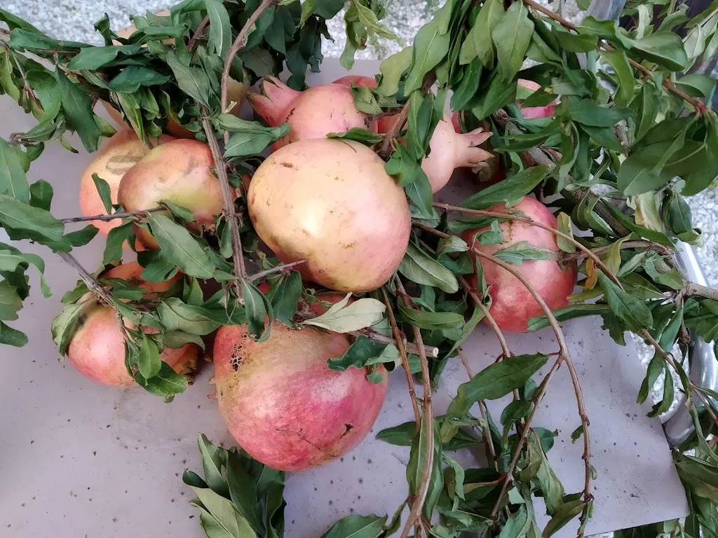 Menu_Ristorante Da Guidobaldo 2.0_Fossombrone_image_4