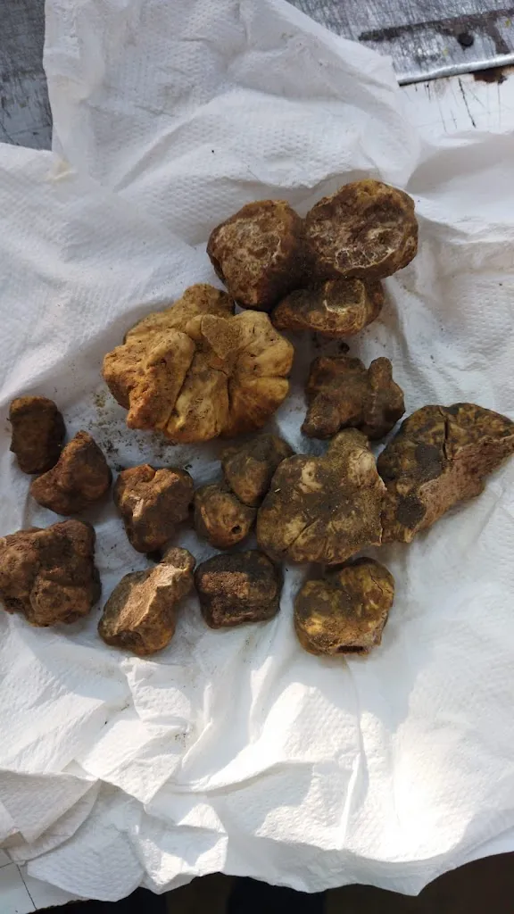 Menu_Il Grottino_Grottazzolina_immagine_7