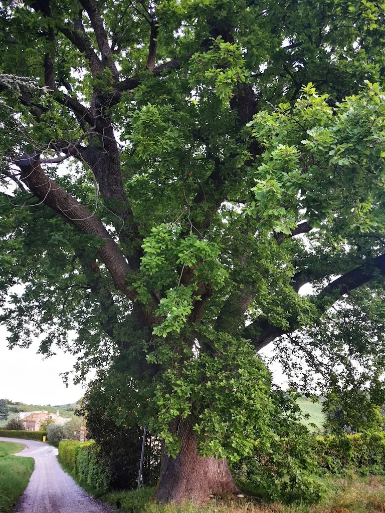 sergio marini_Agriturismo Cerquatonda_Montalto delle Marche_review