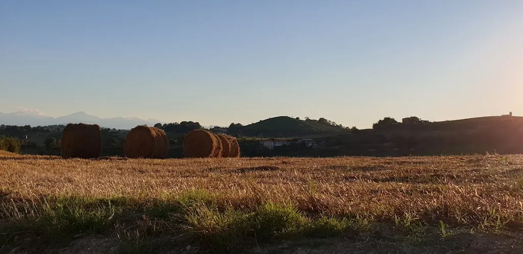 Andrea Cancellotti_Azienda Agricola Grifi Sergio_Monterubbiano_review
