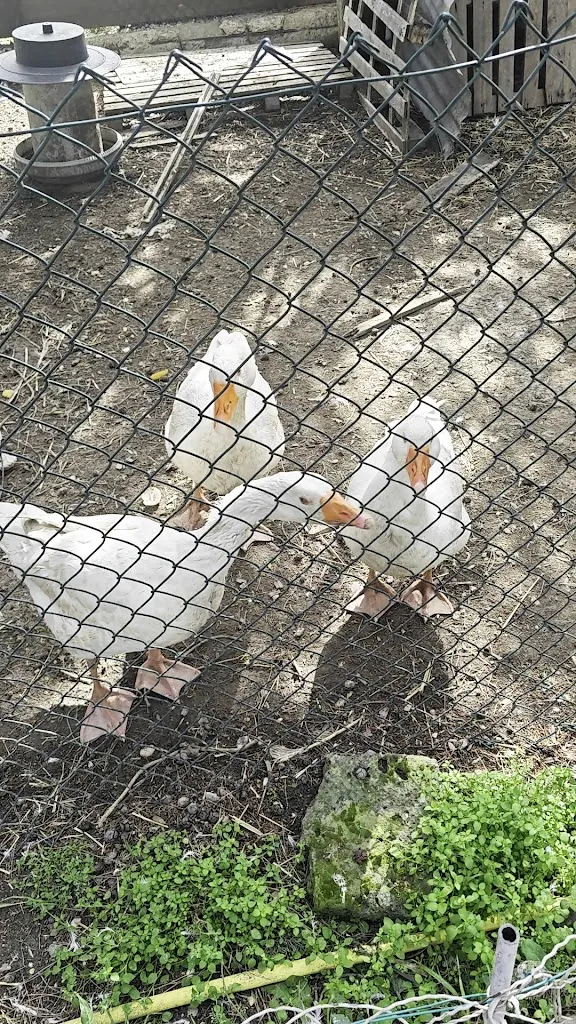 Gionatan Bullorini_Trattoria Bar Del Pincio Di Irene Baldassarri & C. Snc_Morrovalle_review