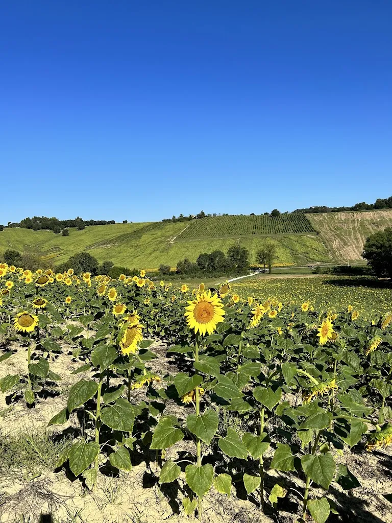 Mariangel Marin_Ristorante Agriturismo Casale Il Gallo Bianco_Offagna_review