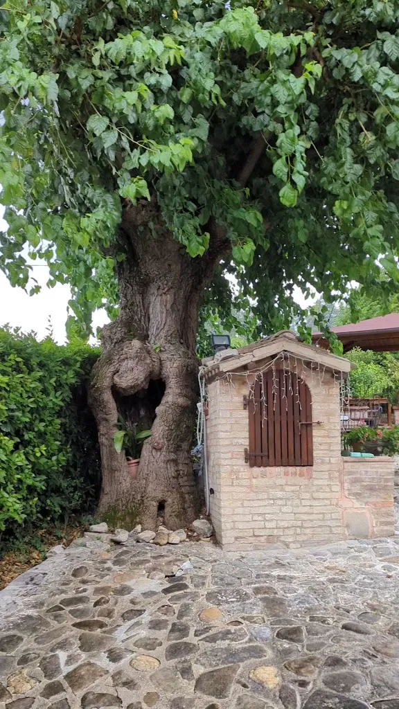 Agriturismo Vecchio Gelso_Ortezzano_slider_image_2