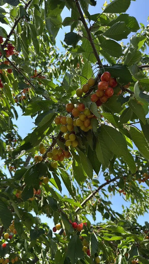 Ilaria Corrente_Ristorante Fonte Rosa_Pievebovigliana_review