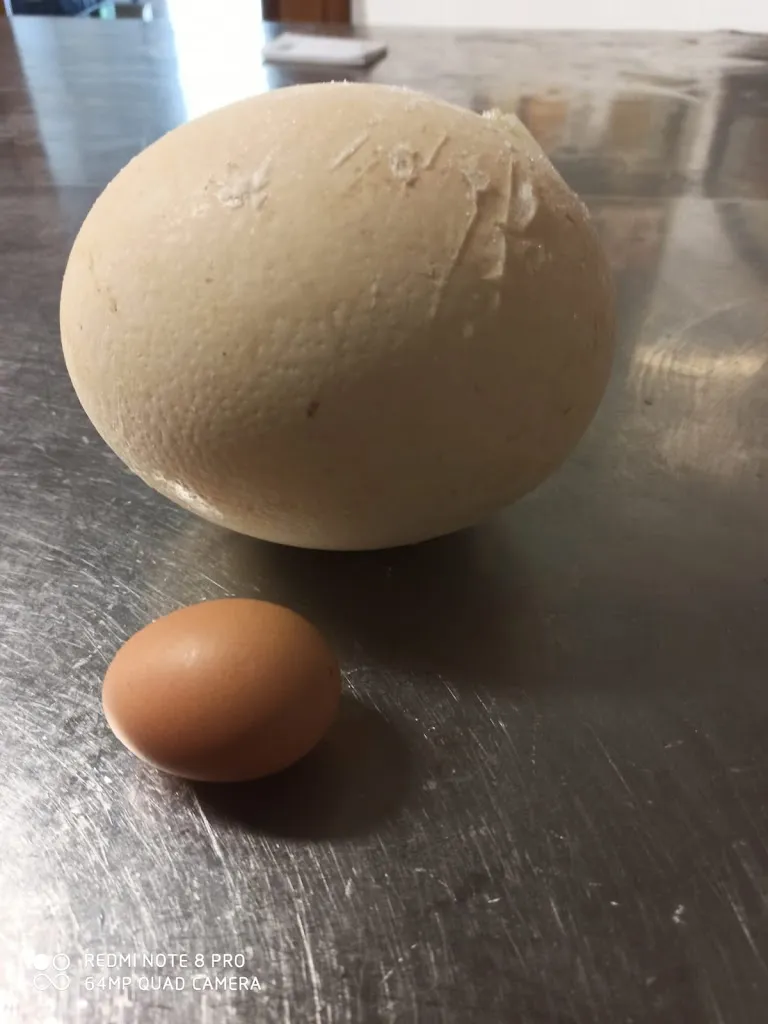 Menu_Agriturismo Ponte dei Canti_San Severino Marche_image_8