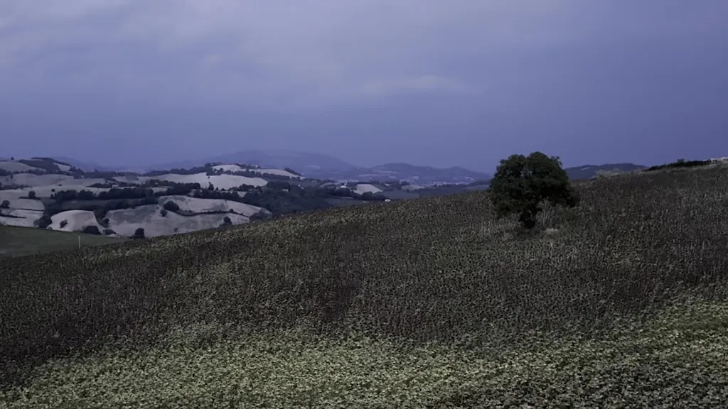 Onno Hansum_La Collina da Biducci_Sassoferrato_review