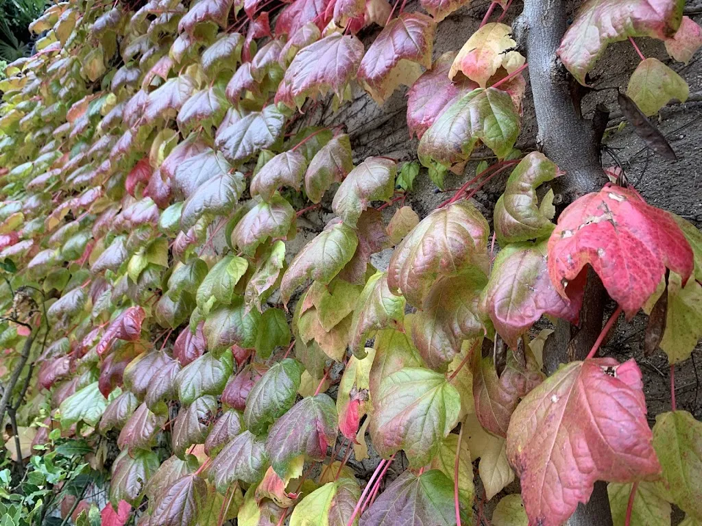 Simone Paciaroni_Appassimenti Aperti_Serrapetrona_review