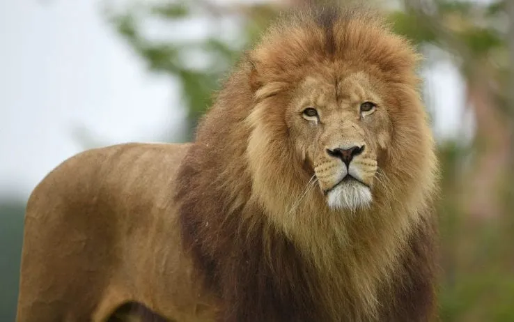 fabio villano_Agriturismo Tenuta Colle San Pietro - Ristorante tipico con alloggi e fattoria didattica_Campodipietra_review