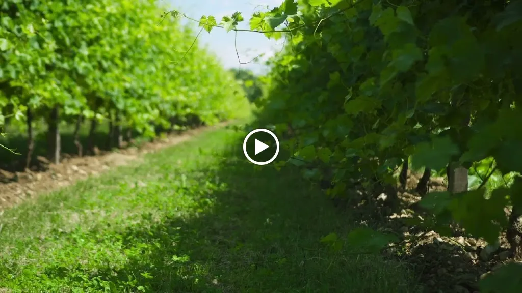 Azienda Agricola L'Arco Antico S.R.L._Conca Casale_slider_image_2