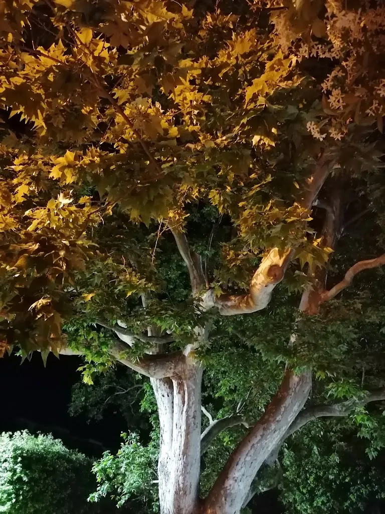 DAM MUR_Caffetteria Villa D'Amico_Santa Croce di Magliano_review