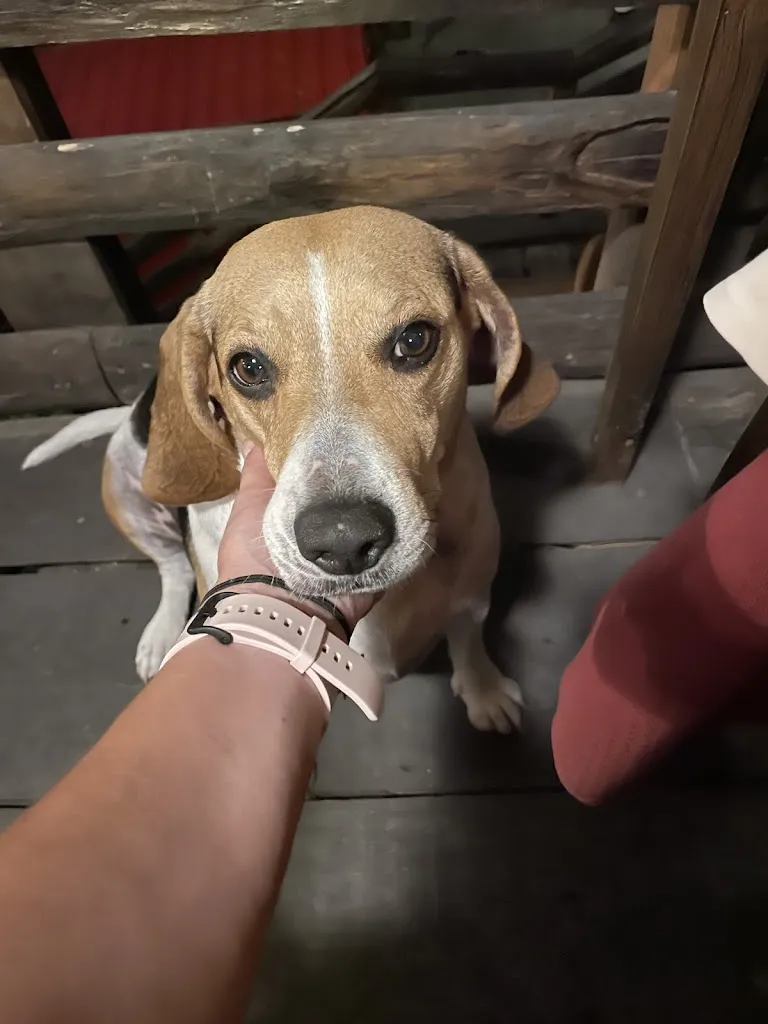 Ivana Andreo_Cittu Bai_Acqui Terme_review