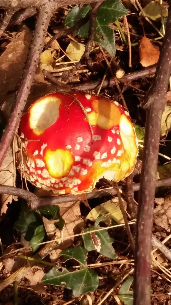Menu_Trattoria La Cascina_Andorno Cacciorna_image_4