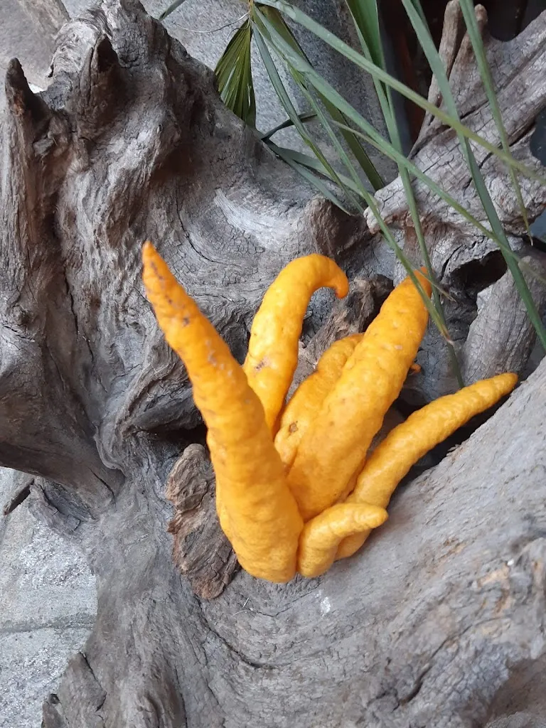 Menu_Cannero Riviera Soleluna_Aurano_image_5