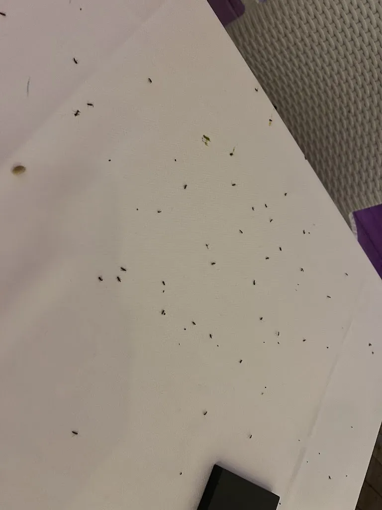 Lennard Halper_Ristorante Soleado Beach_Cavallino_review