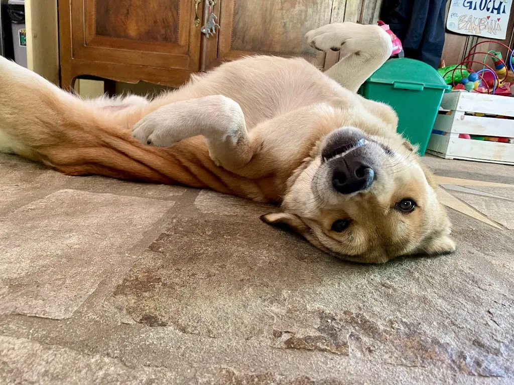 Katiana Zenner_Agribenessere agli abatti_Bagnolo Piemonte_recensione