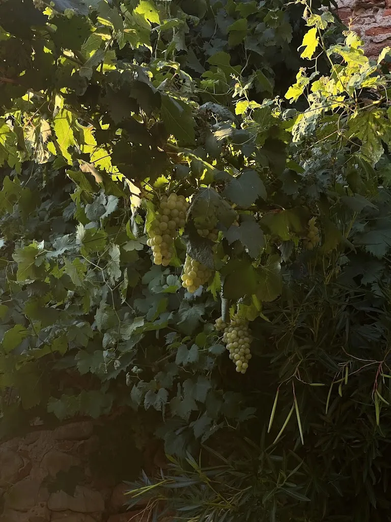 Emma_Taverna Garibaldi_Breo_review