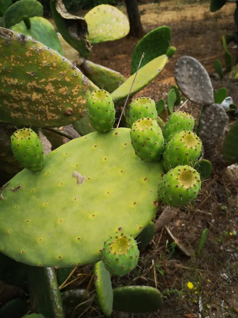 stella luna_Tenute Al Bano_Cellino San Marco_recensione