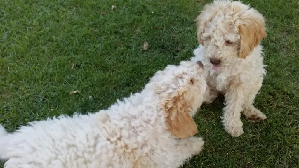 Villa Ambrosini - Home Restaurant con Tartufi_Carezzano Maggiore_slider_image_2