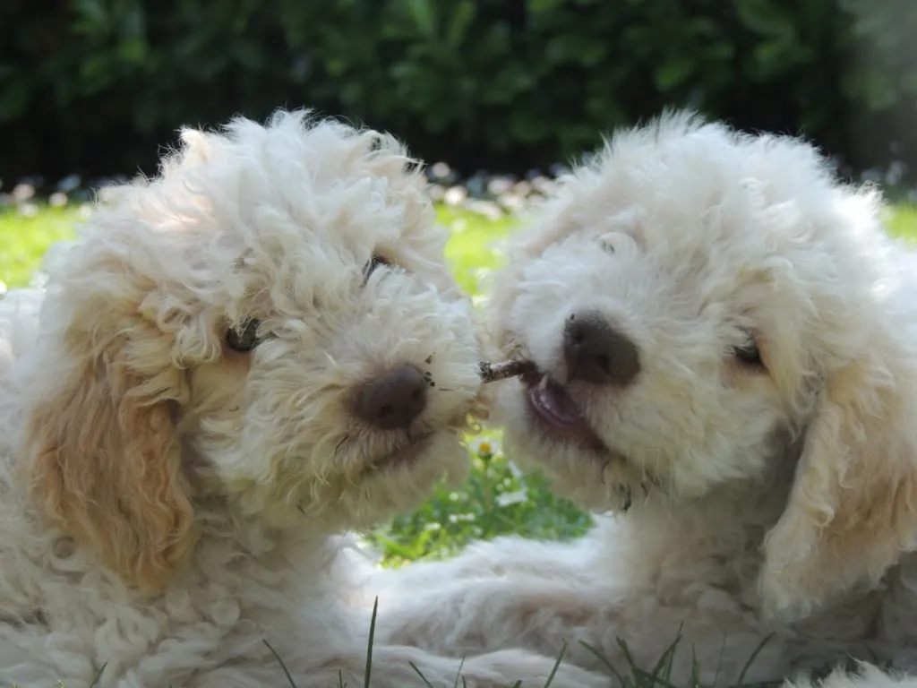 Villa Ambrosini - Home Restaurant con Tartufi_Carezzano Maggiore_slider_image_3