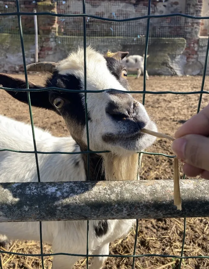 Sumnima Mizzon_Pizzeria antichi sapori_Carmagnola_recensione