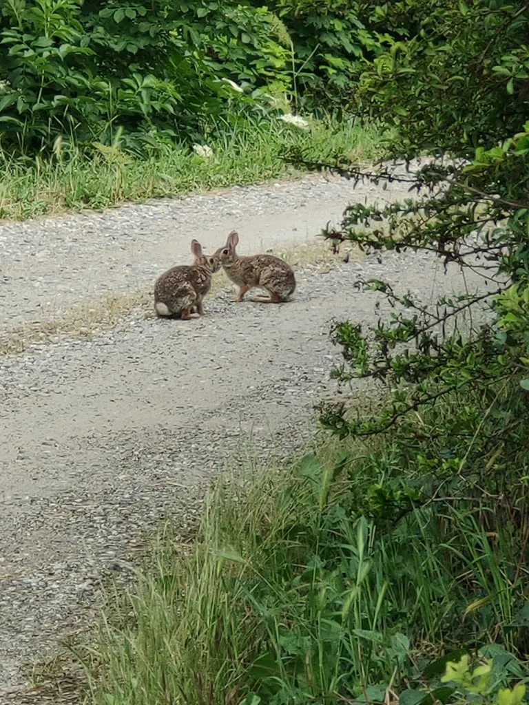 Fiorella_Ristorante Locanda Dell'Arzente_Castelletto Monferrato_review