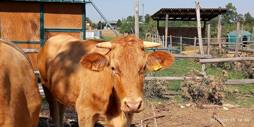 Daniela Bianco_Agriturismo Mangià ad Campagna_Castelnuovo Scrivia_review